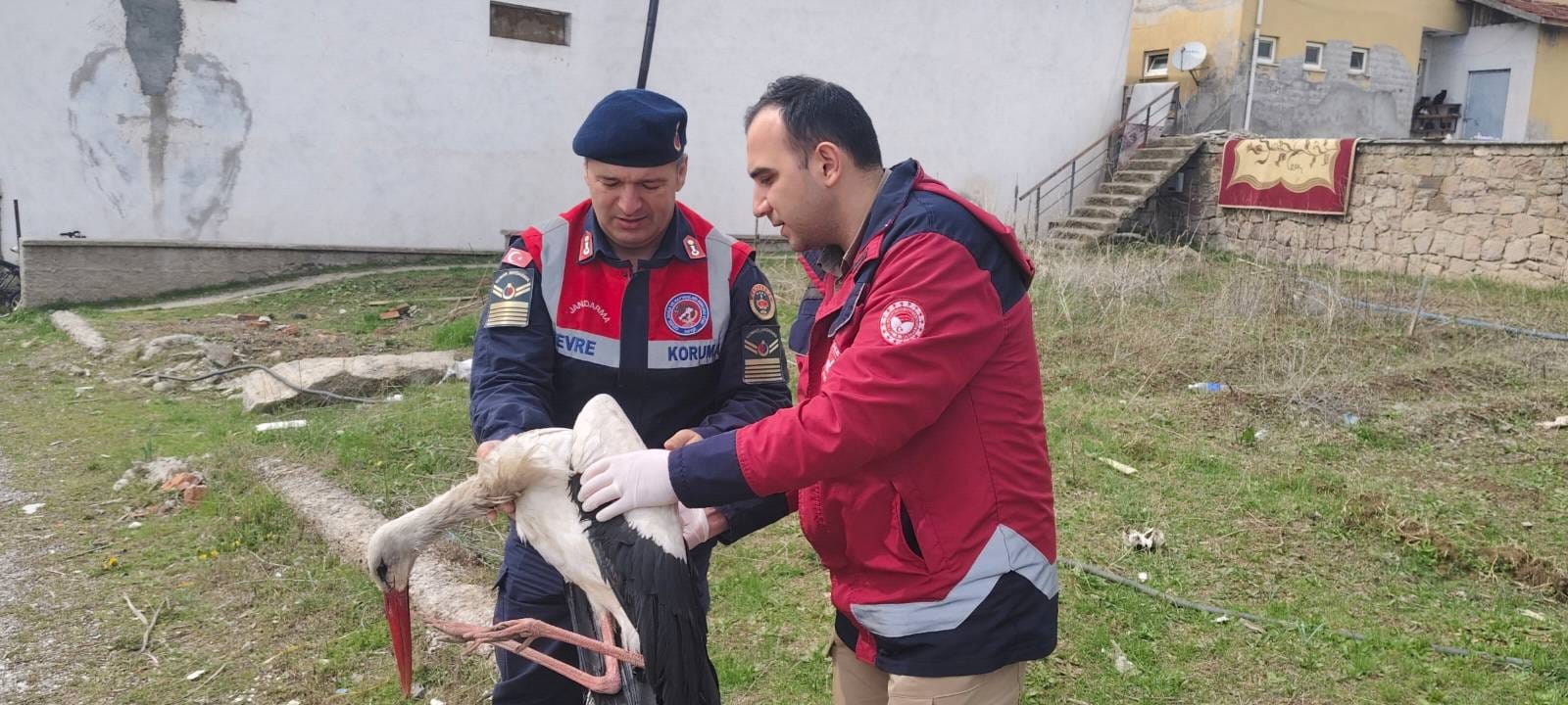 Hasta Leylek Jandarma Tarafından Kurtarıldı