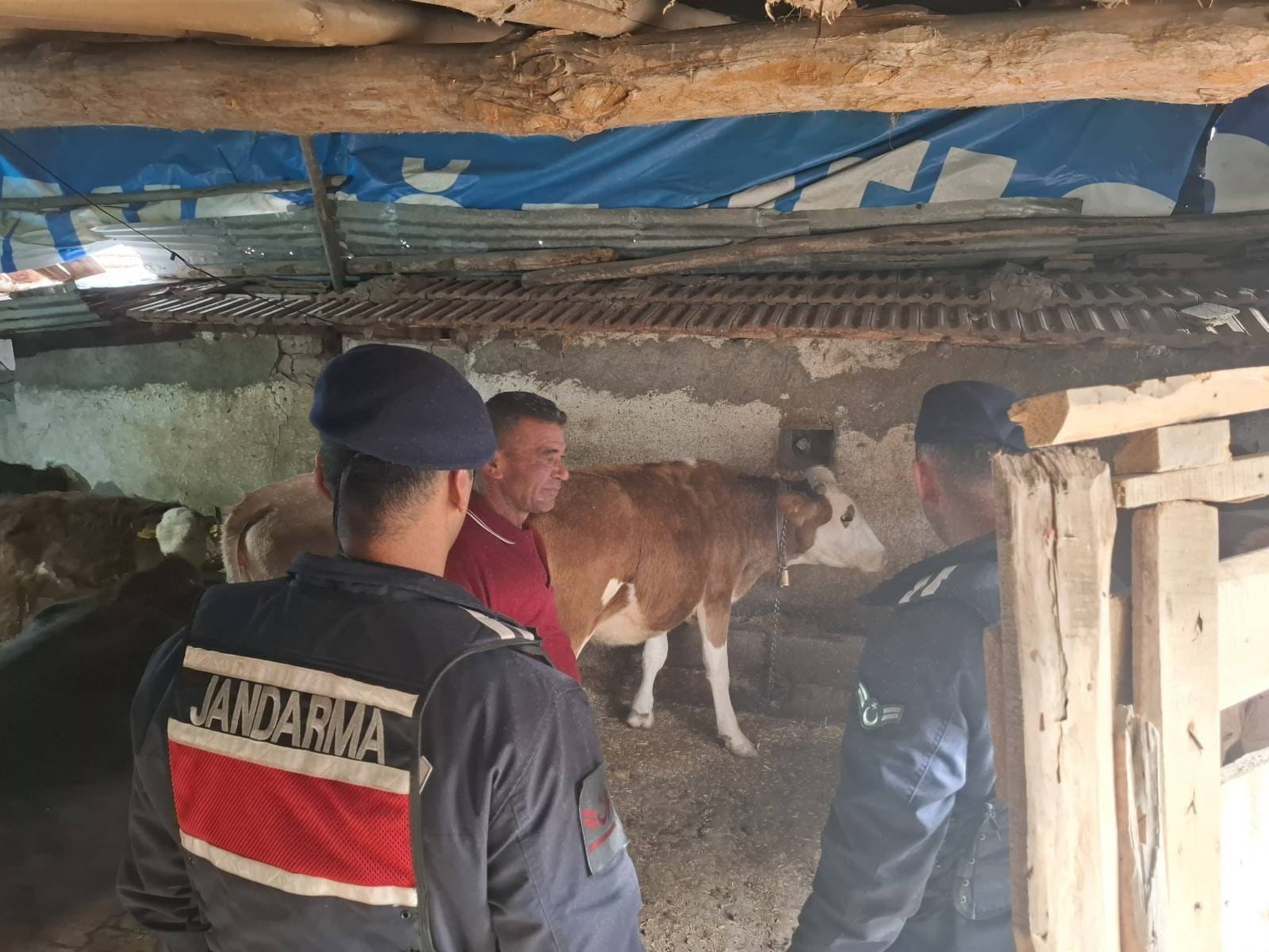 Jandarma Aradı Buldu