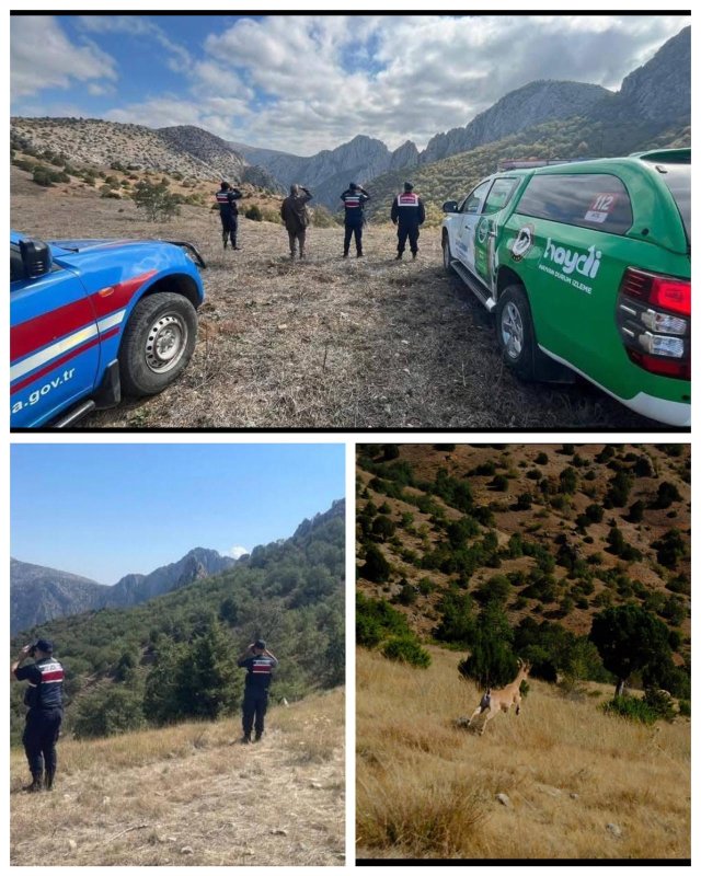 Dağ keçileri özenle korunuyor