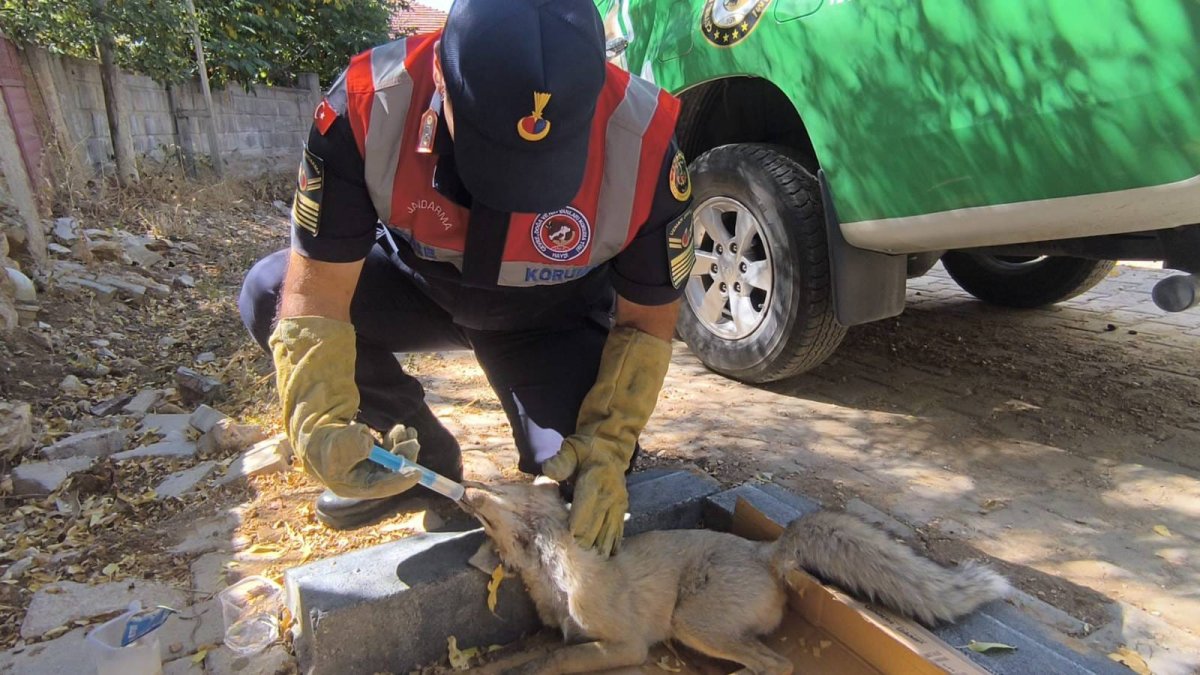 Jandarma Ekipleri Yaralı Tilkiye Sahip Çıktı