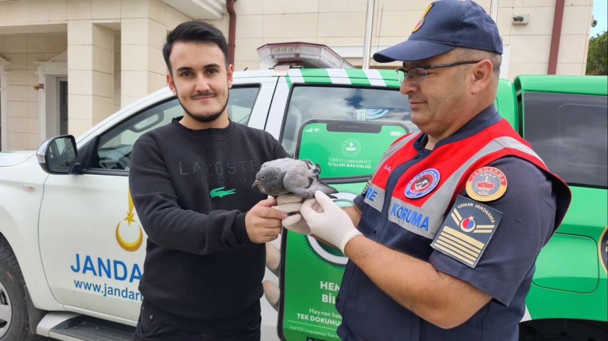 Yaralı Güvercine Şefkat Eli