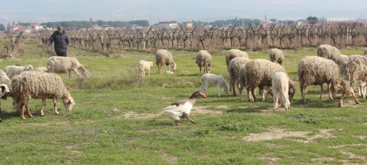 Hayvancılık desteklerinde artış