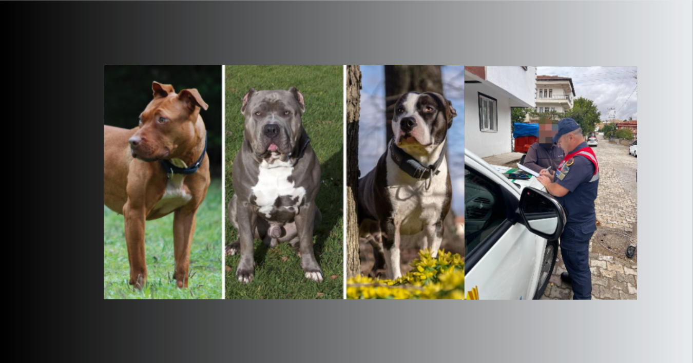 Pitbull Sahibinden Alındı